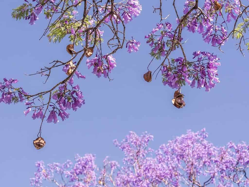 Jacaranda Trees Adelaide