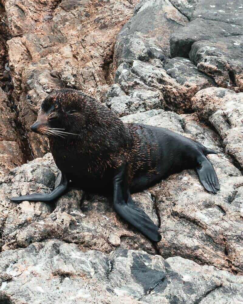 Fur Seal on rocks