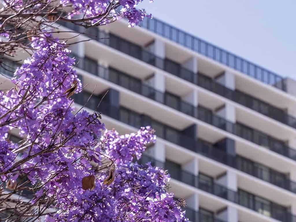 Adelaide Jacaranda Trees