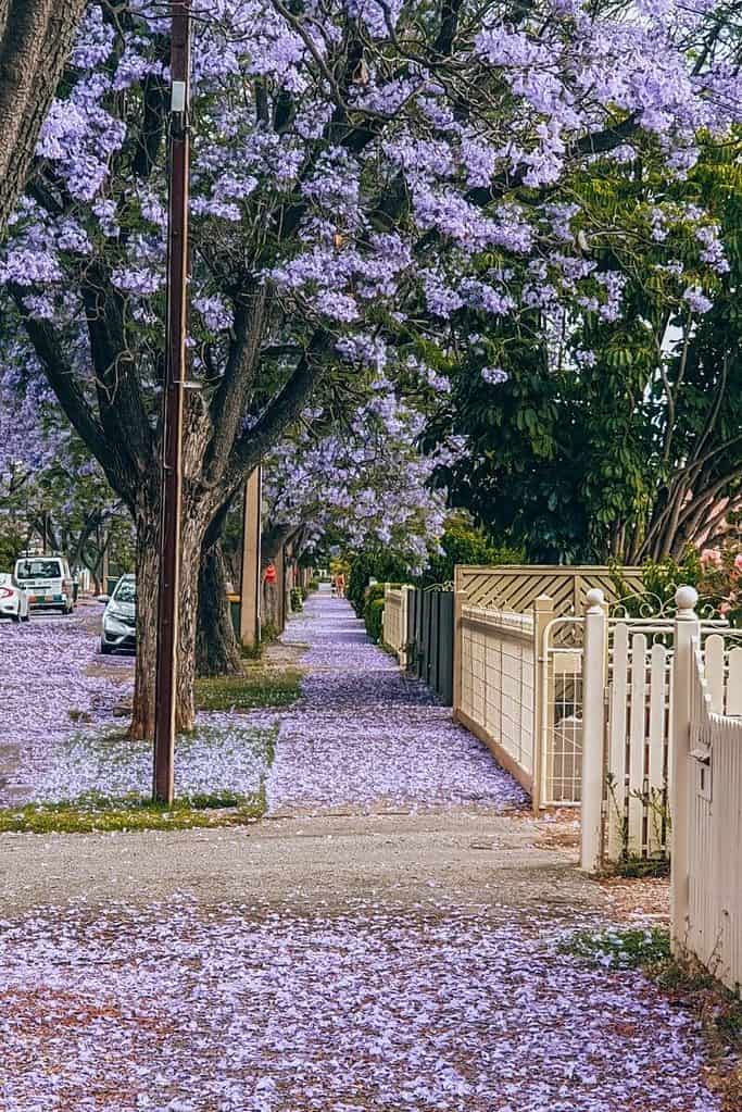 Jacaranda Trees Adelaide