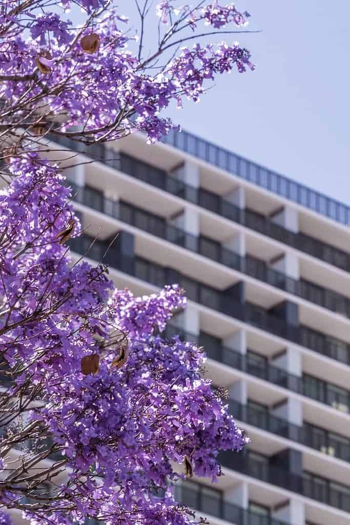 Jacaranda Carrington Street