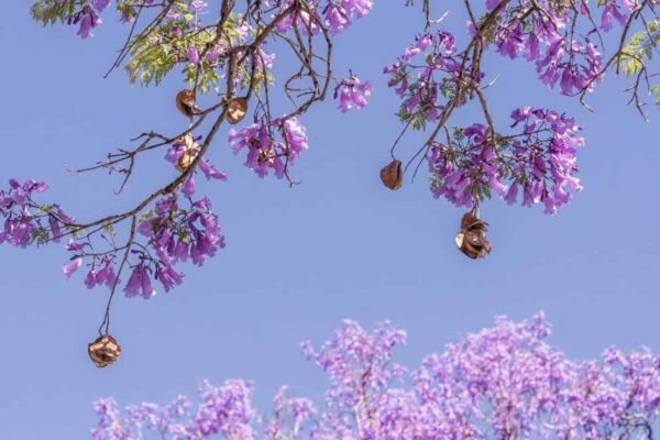 Jacaranda Bushes Adelaide Info – Location, Pictures, and Recommendations