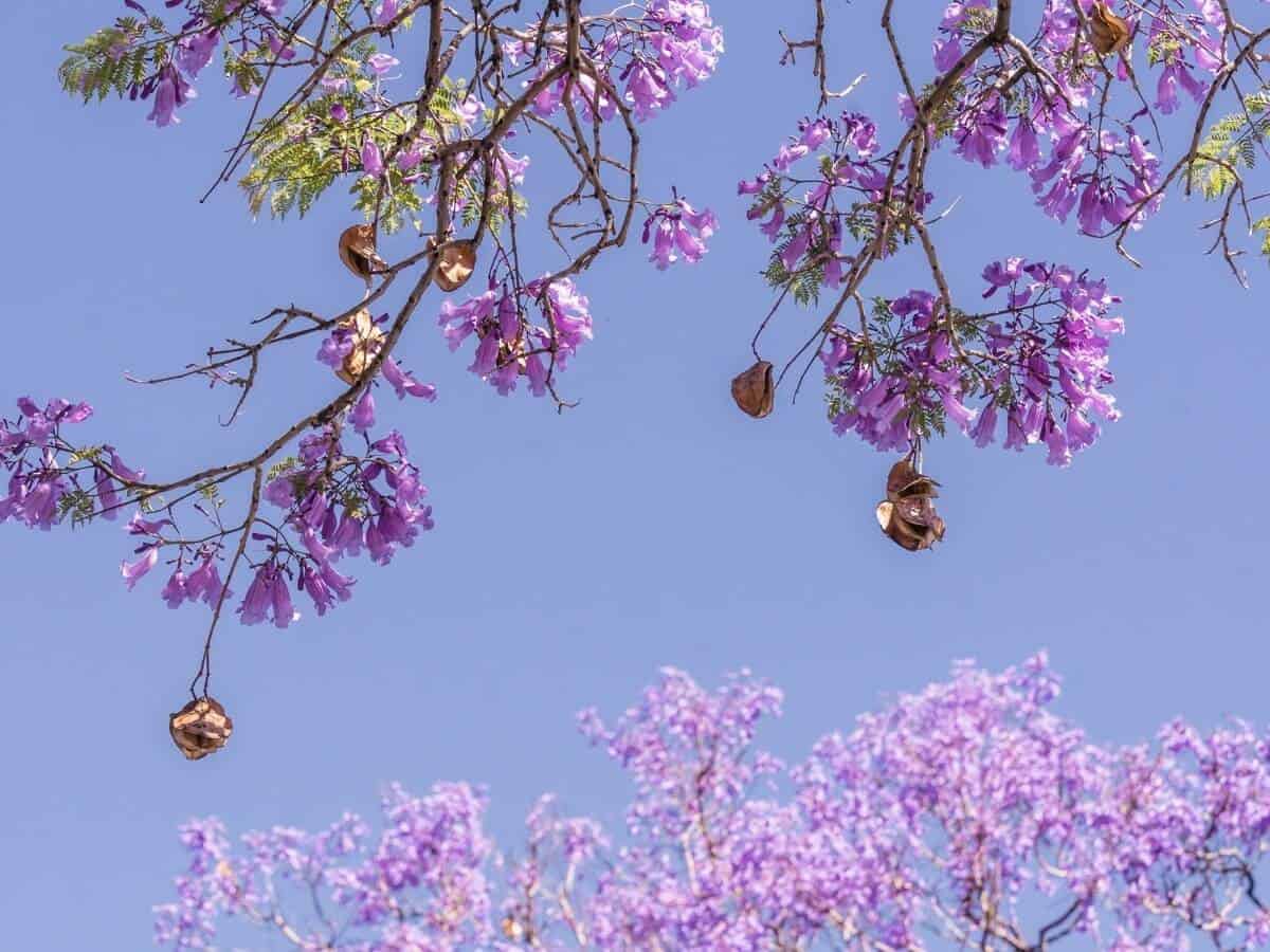 Jacaranda Bushes Adelaide Info – Location, Pictures, and Recommendations