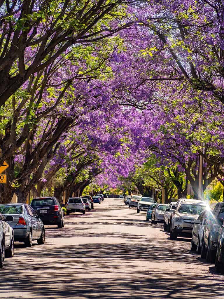 Adelaide Jacaranda Trees