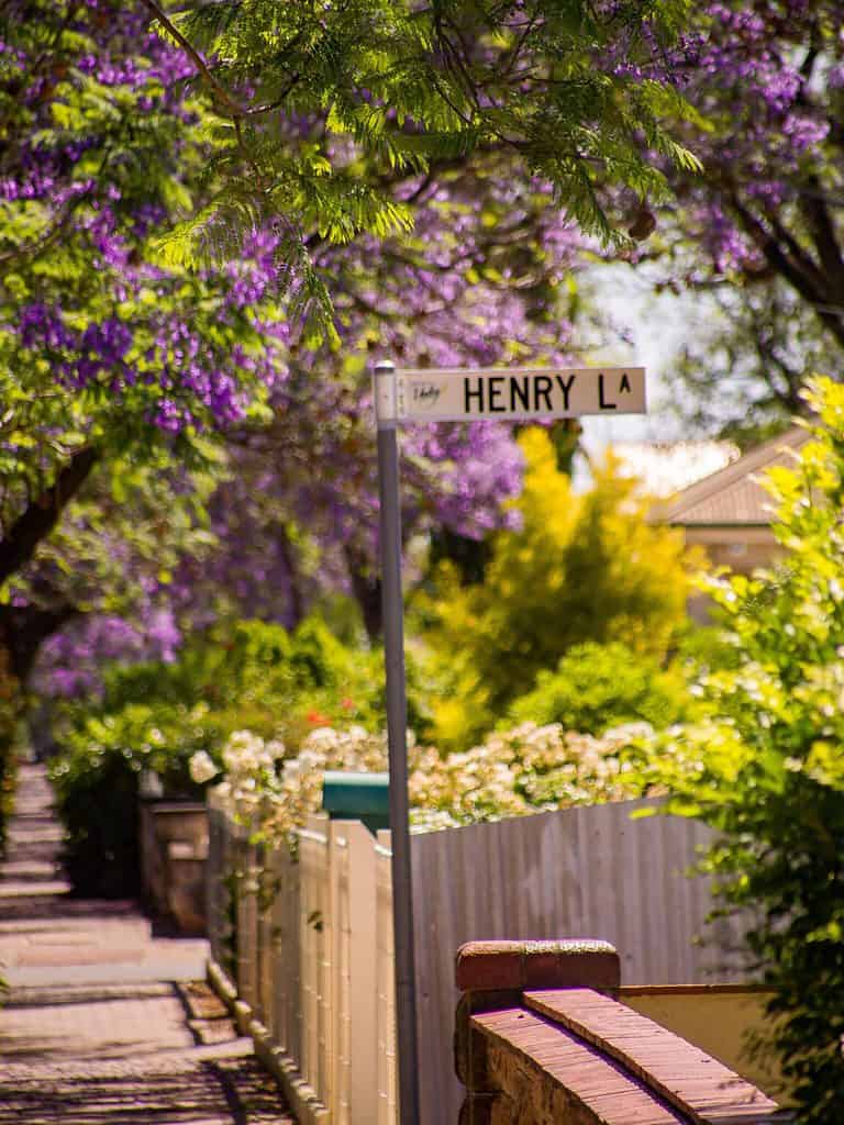 Adelaide Jacaranda Trees