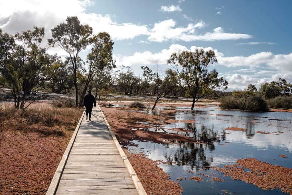 Boardwalk leading through the Banrock Station wetlands