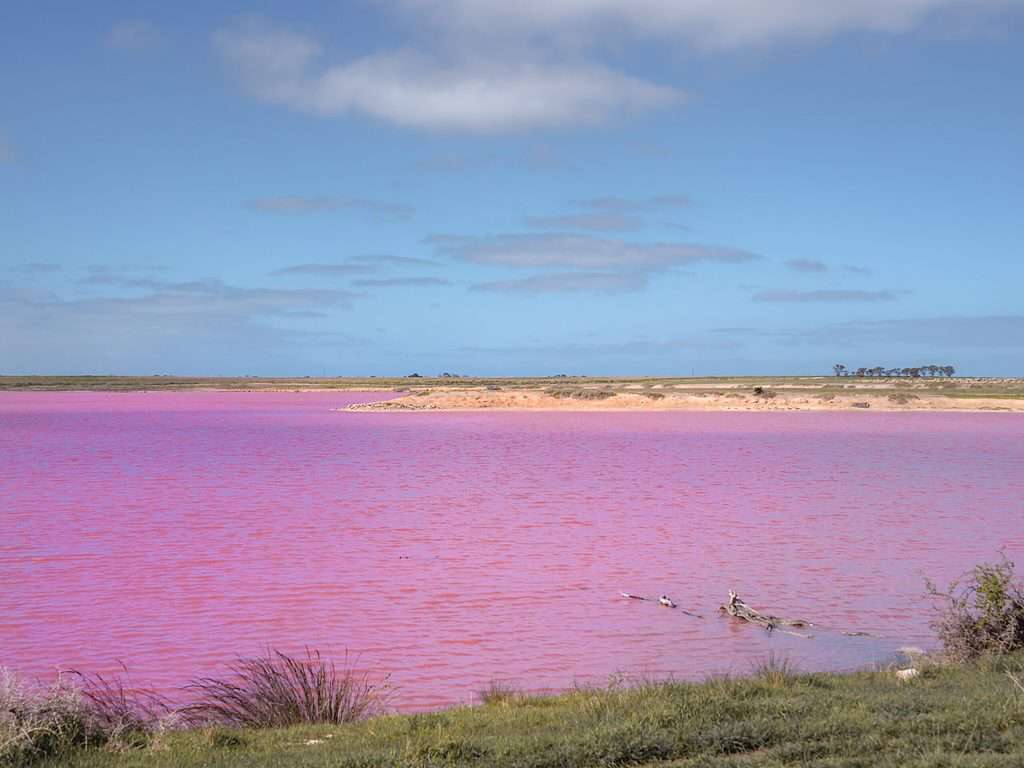 Pink Lake - Yorketown