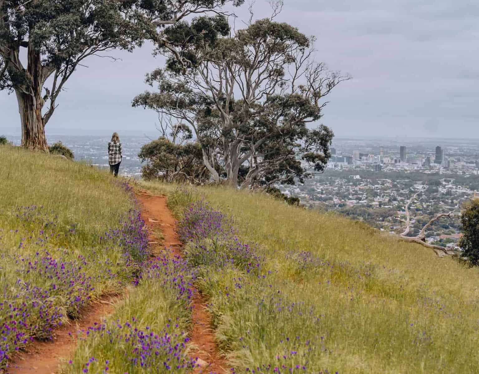 View of CBD from Waite Conservation Park